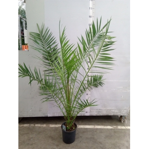 Phoenix canariensis