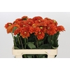 Dahlia Orange Fox