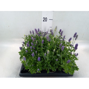 Lavandula angus.
