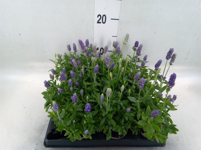 <h4>Lavandula angus.</h4>