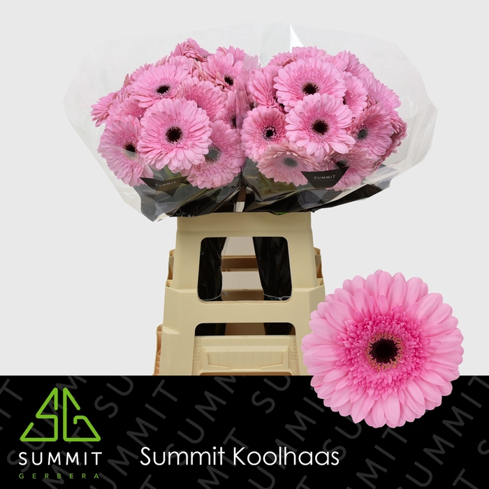 <h4>Gerbera Pre-Semmy Lang Gelijk 56cm Water x40</h4>