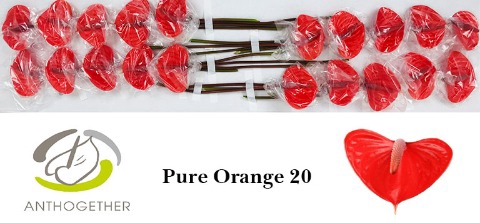 <h4>ANTH A PURE ORANGE 20.</h4>