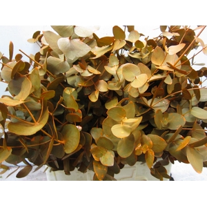 Euc Cinerea Oranje