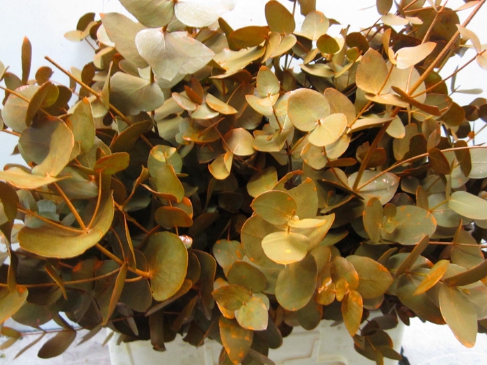 <h4>Euc Cinerea Oranje</h4>