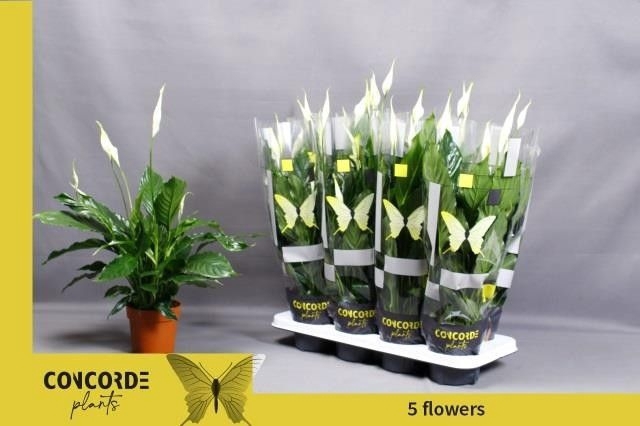 Spathiphyllum Unico Cupido 13Ø 50cm 5fl