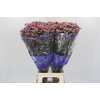 Limonium sinensis White Diamond
