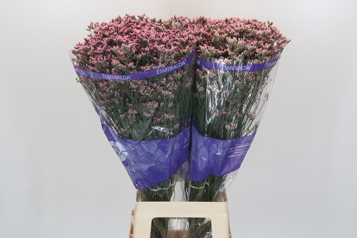 <h4>Limonium sinensis White Diamond</h4>
