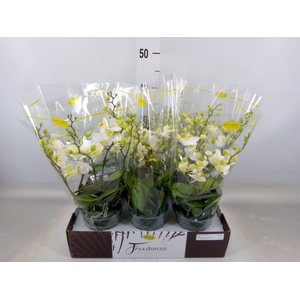 Phalaenopsis multi.   ...white
