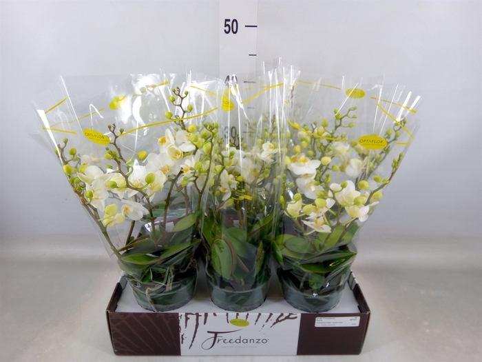 <h4>Phalaenopsis multi.   ...white</h4>