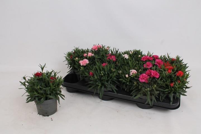 <h4>DIAN OSC GEM</h4>