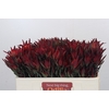 Leucadendron Blush Spray