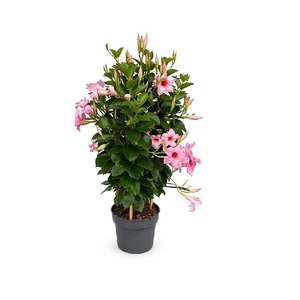 Dipladenia dubbelboog Cream Pink