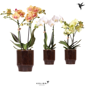 Kolibri Orchids Phalaenopsis mix 2 spike in Classy pot brown