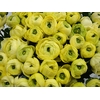 RANUNCOLI YELLOW