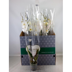 Phalaenopsis   ...white