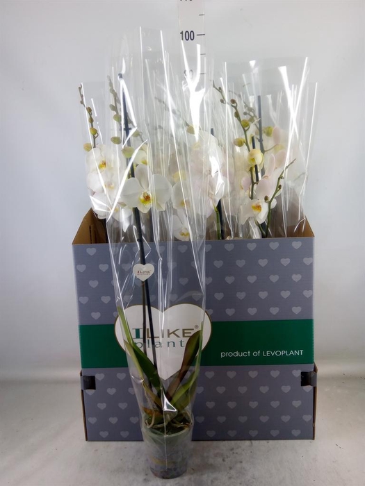 <h4>Phalaenopsis   ...white</h4>