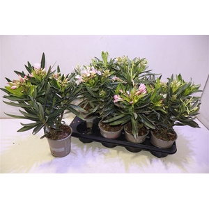arr8 Nerium Oleander Ov