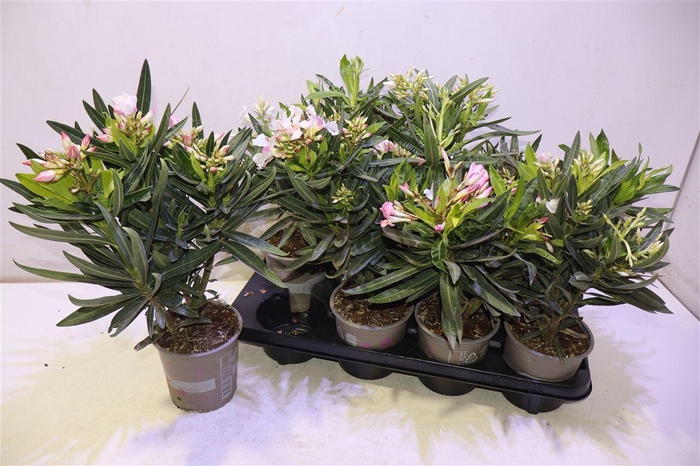 <h4>arr8 Nerium Oleander Ov</h4>