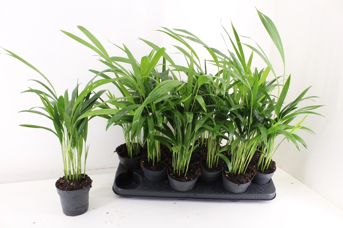 <h4>DYPSIS LUTESCENS</h4>