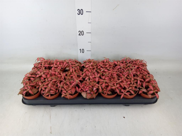 <h4>Fittonia verschaf. 'Forest Flame'</h4>