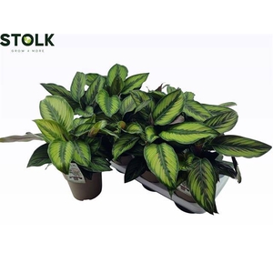 Calathea Beautystar 14Ø 35cm