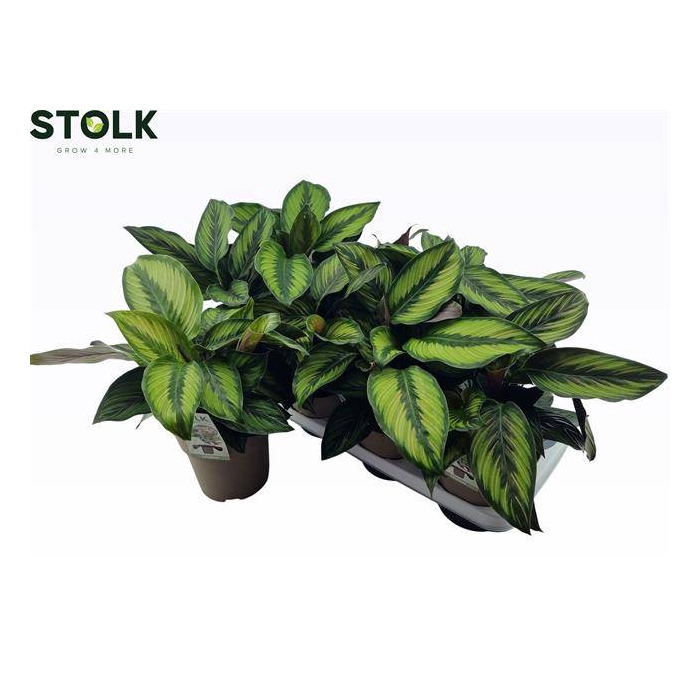 <h4>Calathea Beautystar 14Ø 35cm</h4>