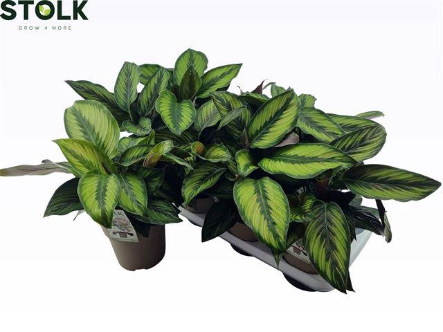 Calathea Beautystar 14Ø 35cm