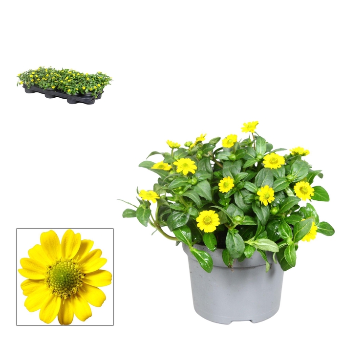 <h4>Sanvitalia- 10,5 cm - yellow</h4>