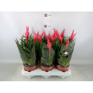 Vriesea  'Astrid'