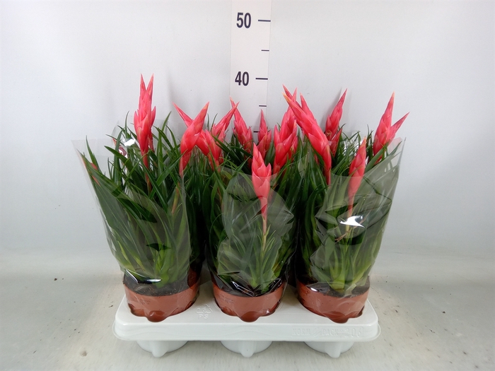 <h4>Vriesea  'Astrid'</h4>