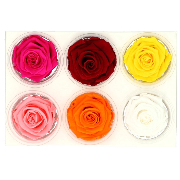<h4>Preserved Rose 6cm</h4>