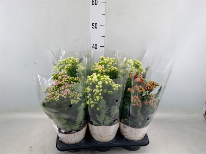 <h4>Kalanchoe   ...</h4>