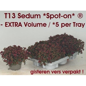 SEDUM SPU SPOT D ROS