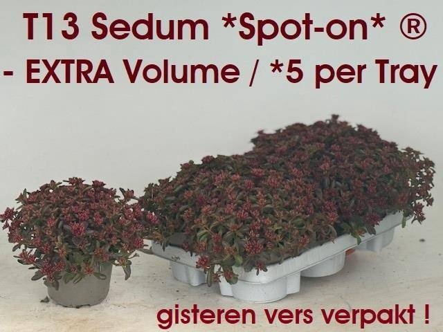 <h4>SEDUM SPU SPOT D ROS</h4>