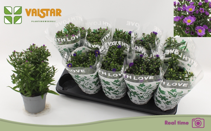 <h4>ASTE STARL GEM</h4>