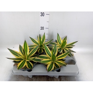 Agave lophantha 'Quadricolor'