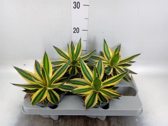 <h4>Agave lophantha 'Quadricolor'</h4>