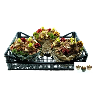 BLOEMBOL HIPPEASTRUM