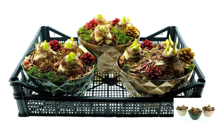 <h4>BLOEMBOL HIPPEASTRUM</h4>