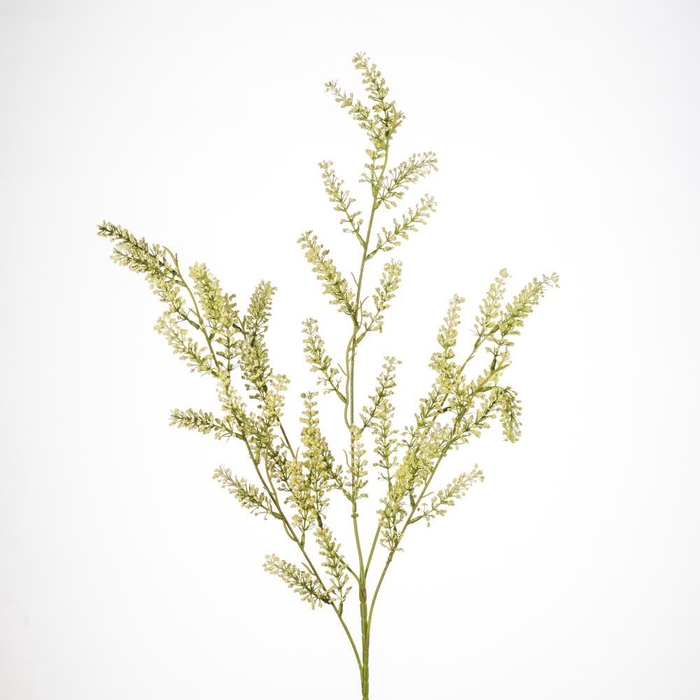 <h4>AF Lysimachia spr/5 L100cm cre</h4>