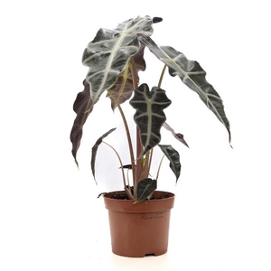 Alocasia Polly P&PURE Collection