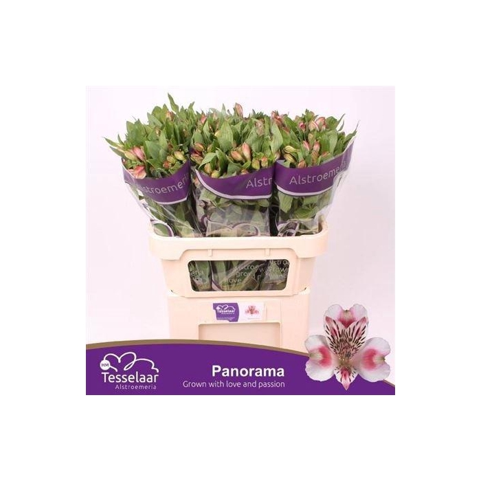 <h4>Alstr Panorama</h4>