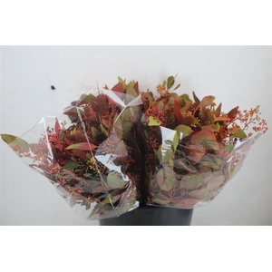 Euca Populus Berry Short De Luxe 150gr Pbs