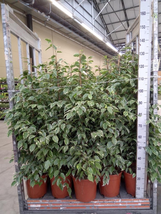 <h4>Ficus benja. 'Golden King'</h4>
