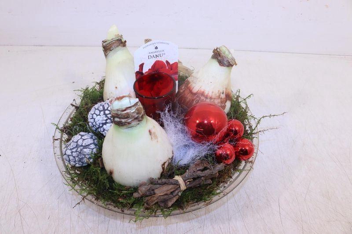 <h4>ARR HIPPEASTRUM</h4>