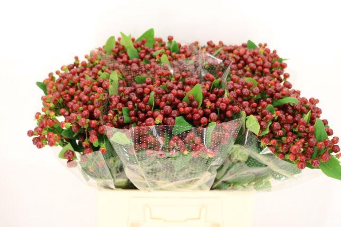 <h4>HYP MAG CHERRY</h4>