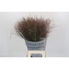 Panicum Virgatum Warrior