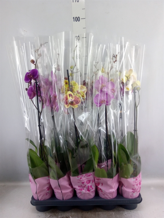 Phalaenopsis   ...mix  5