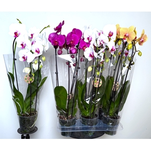 PHAL EL CASCADE