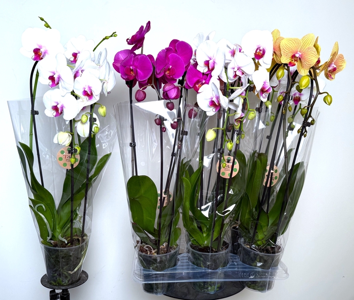 <h4>PHAL EL CASCADE</h4>